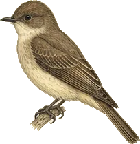 Eastern Phoebe