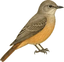 Say's Phoebe