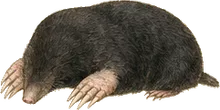 Eastern Mole