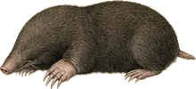 Prairie Mole
