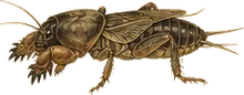 Southern Mole Cricket