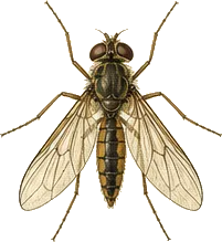 Leaf-mining Fly
