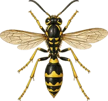 Black and Yellow Mud Dauber