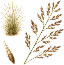 Seacoast Bluestem