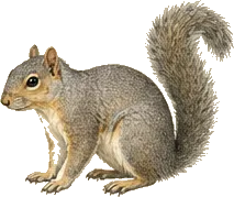 Arizona Gray Squirrel