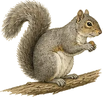 Eastern Gray Squirrel