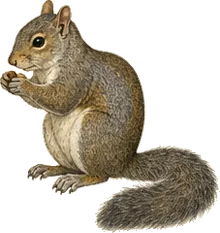 Deppe's Squirrel