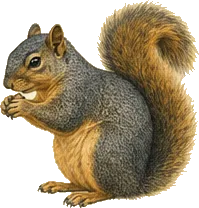 Fox Squirrel