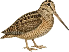 American Woodcock