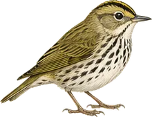 Ovenbird