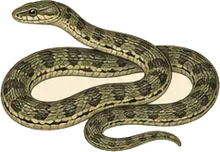 Green Rat Snake