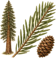 Coast Redwood