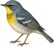 Northern Parula