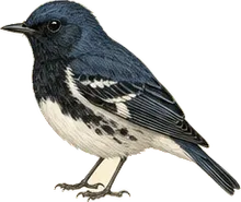 Black-throated Blue Warbler