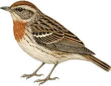 Bay-breasted Warbler