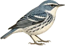 Cerulean Warbler
