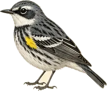 Yellow-rumped Warbler
