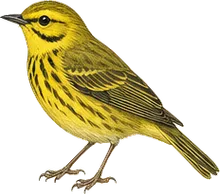 Prairie Warbler