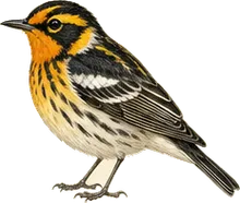 Blackburnian Warbler
