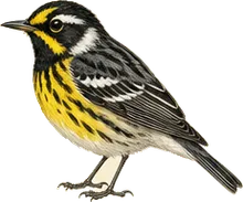 Magnolia Warbler