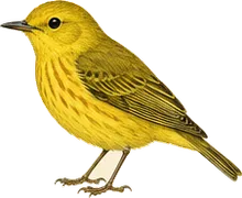 Yellow Warbler
