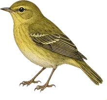 Pine Warbler