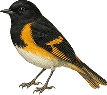American Redstart