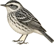 Blackpoll Warbler