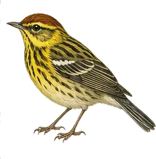 Cape May Warbler