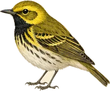 Black-throated Green Warbler
