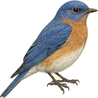 Eastern Bluebird