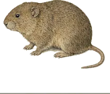 Arizona Cotton Rat