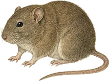 Hispid Cotton Rat