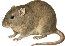 White-eared Cotton Rat