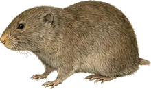 Yellow-nosed Cotton Rat