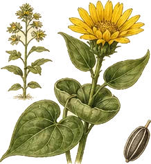Cup Plant