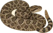 Massasauga