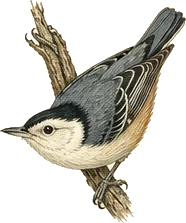 White-breasted Nuthatch