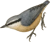 Brown-headed Nuthatch