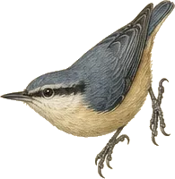 Pygmy Nuthatch
