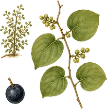 Roundleaf Greenbrier