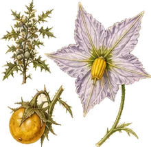 Carolina Horsenettle