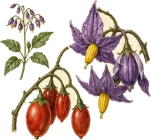 Bittersweet Nightshade