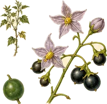 Eastern Black Nightshade