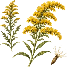 Showy Goldenrod