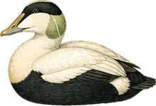 Common Eider