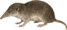 Long-tailed Shrew