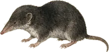 Smoky Shrew