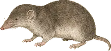 Gaspe Shrew