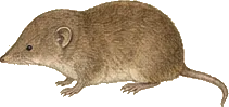 Pygmy Shrew